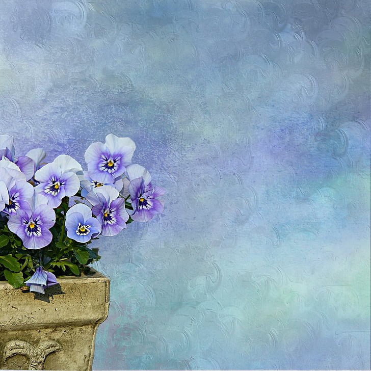 Pansy, plante, pot de fleurs, arrière-plan, texture, bleu, vert