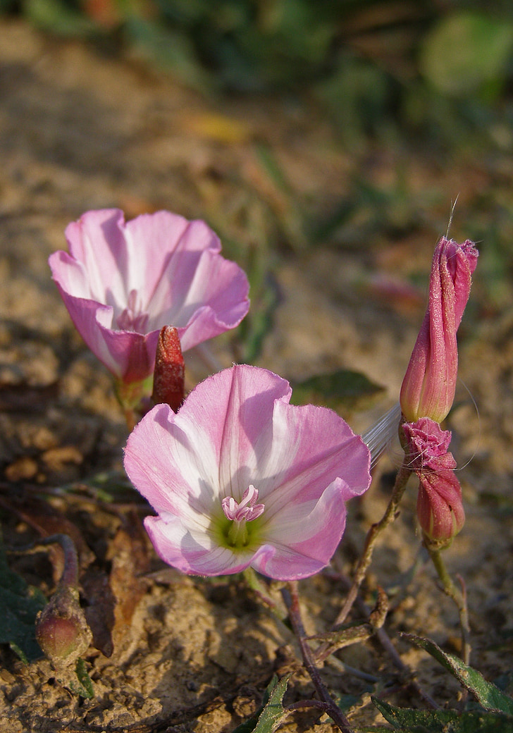 flor, -de-rosa, campo trepadeira, Convolvulus arvensis, campo de flores, planta selvagem, erva daninha