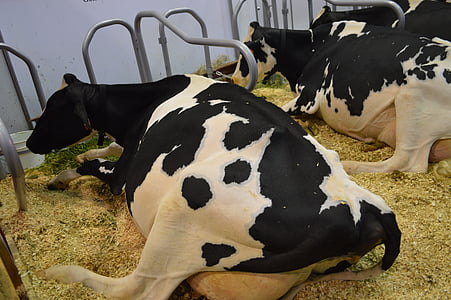 mucche, campo, animali, mucche in bianche e nero, mucche da latte, azienda agricola, stabile