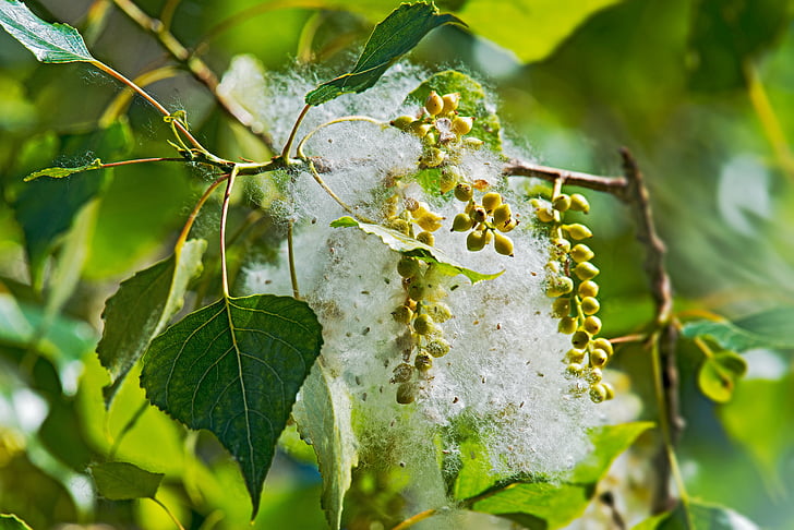 poplar, tree, female, fruit, capsule, seeds, fluffy