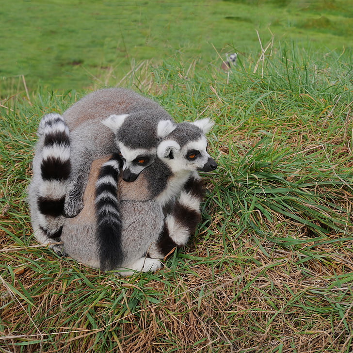 trei, 3, Lemur, pereche, se strânge, împreună, cu blană