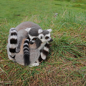 três, 3, Lemur, par, abraço, juntos, peludo