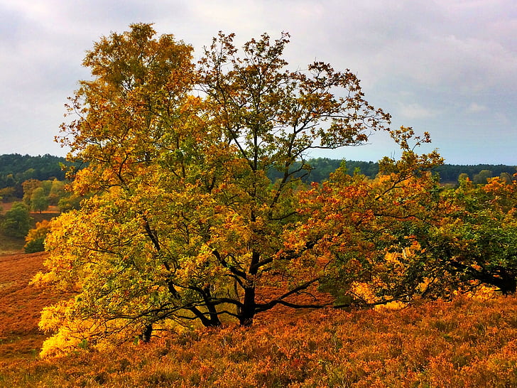 Германия, Долна Саксония, Люнебургското поле, Есен, природата, жълто, дърво