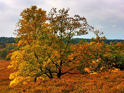 Németország, Alsó-Szászország, Lüneburger Heide, ősz, természet, sárga, fa
