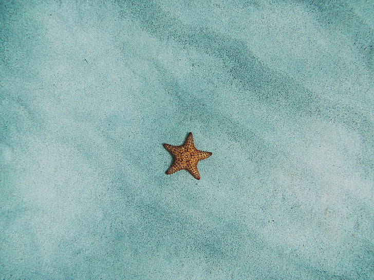 starfish, sand, sandy, beach, marine, aquatic, star