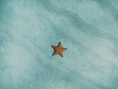 con sao biển, Cát, Cát, Bãi biển, thủy, thủy sản, ngôi sao