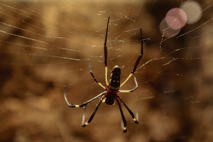 pajek, pajek svile, omrežje, pajčevino, blizu, ulov, spletni pajek