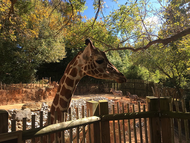 giraffe, zoo, animal