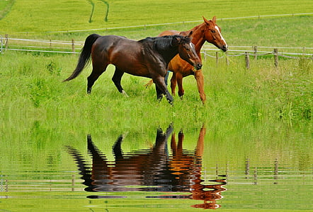 horses, for two, coupling, mirroring, stallion, eat, paddock