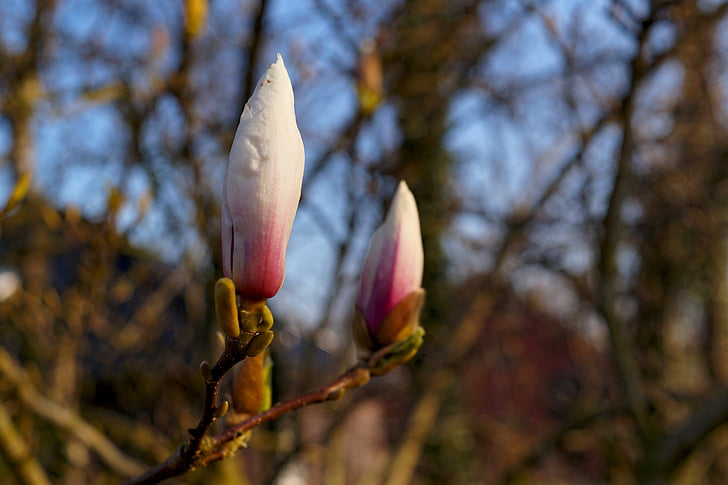 Magnolia, Magnolia stellata, sier, dorsale, Bloom, Pierre Magnol wordt