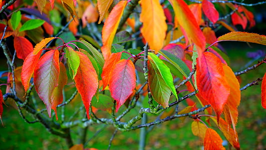 hojas, rojo, otoño, caída, hoja, temporada, planta