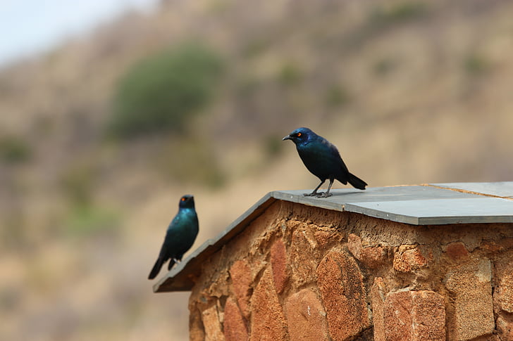 แอฟริกาใต้, pilanesberg, อุทยานแห่งชาติ, ถิ่นทุรกันดาร, นก, นก