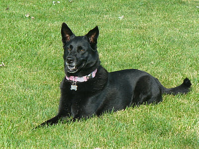 black dog, black tongue, dog, black, tongue, canine, happy