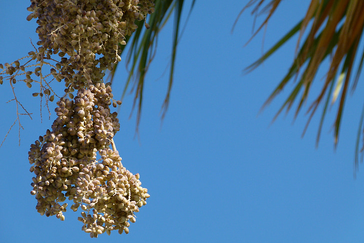 Palma, dates, fruita, marceix, natura, close-up, cel