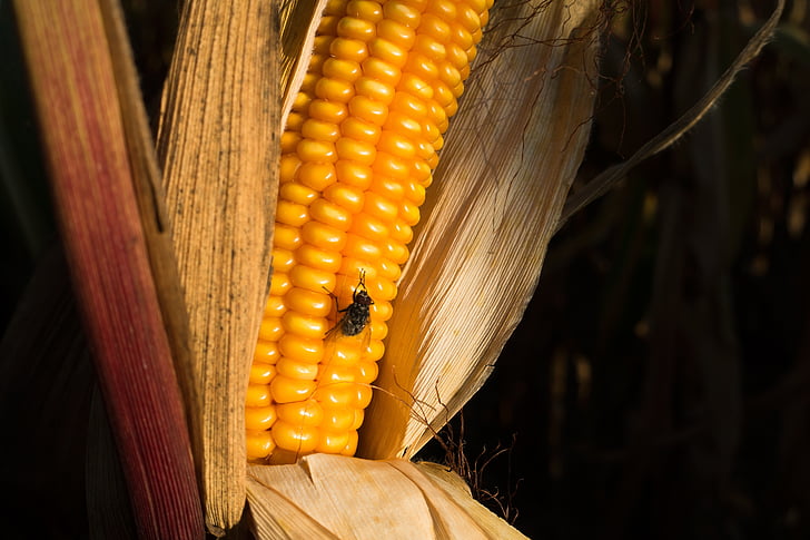 Corn par vālīšu, kukurūza, Zea mays, muša, graudaugi, pārtika, rudens