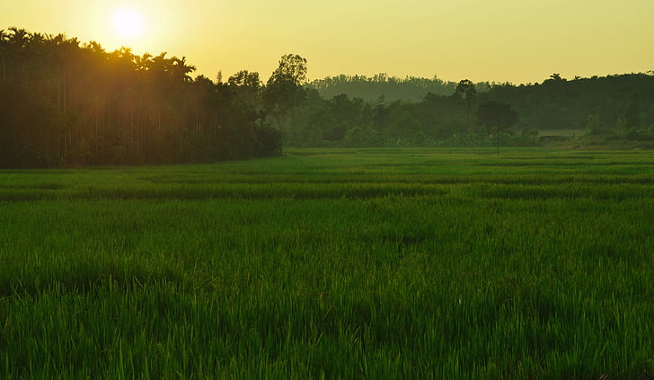 žaliavinių ryžių lauku, saulės spindulių, Daiva, Indija, ryžių, žaliavinių ryžių, žemės ūkis