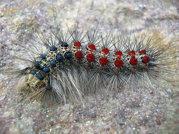larva, inseto, peludo, closeup, macro, borboleta, cores