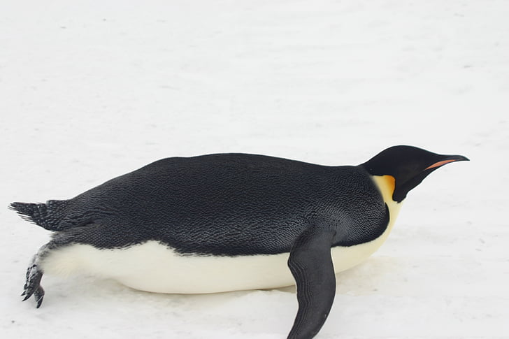 emperor penguin, ice, snow, ant, antarctica, wildlife, bird