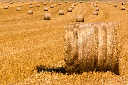 summer, straw, straw bales, harvested, stubble, harvest, field