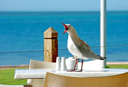 seagull, beak, gull, animal, bird, white, feather