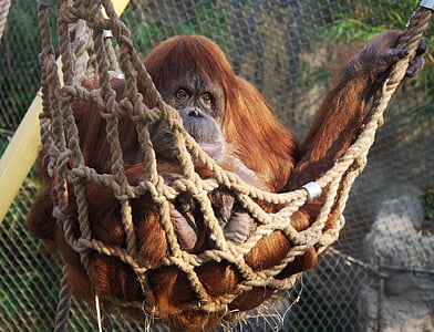 nature, animaux, Zoo, singe, vue, yeux, orang-outan