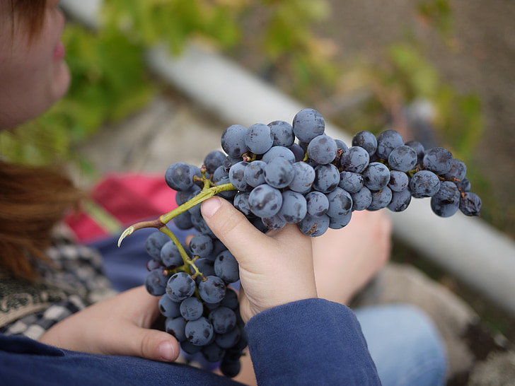 raisins, Sicile, vin, vinification