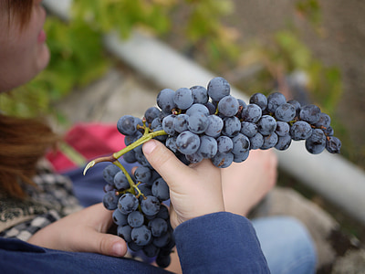 uva, Sicilia, vino, fabbricazione di vino