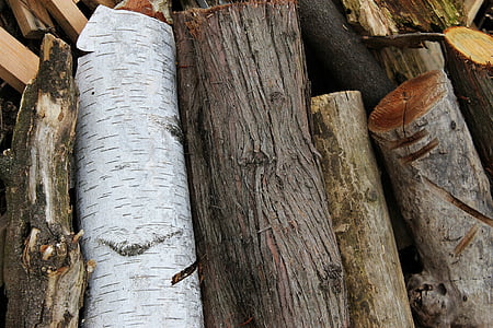 dřevo, kmen, kůra, Pahýly, hnědá, dřevo - materiál, strom