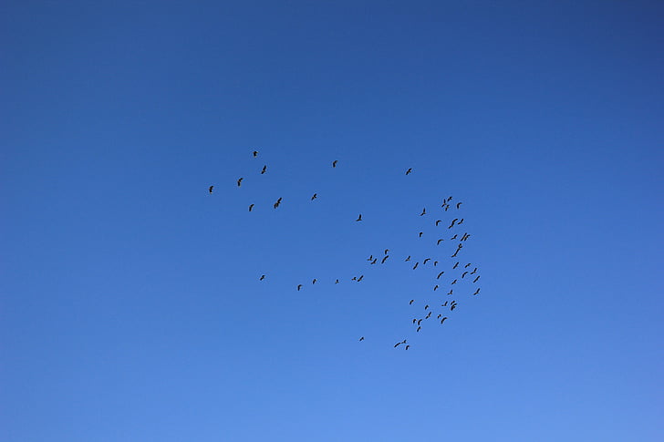 Sky, vtáky, lietať, modrá obloha, lietanie, vták, Príroda