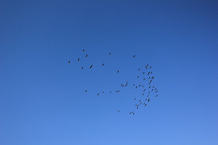 cel, ocells, volar, cel blau, volant, ocell, natura