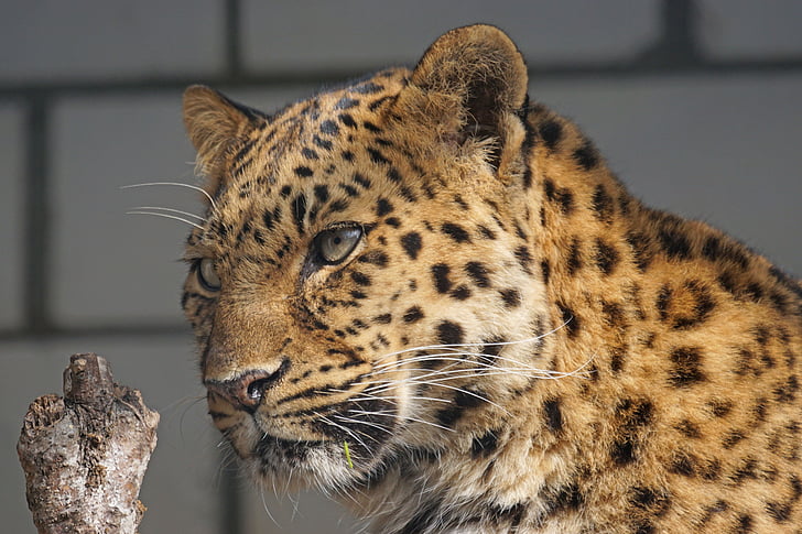 amur, leopard, close, cat, attention, predator, animal world