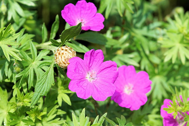 flowers, plant, nature, flower, summer, purple