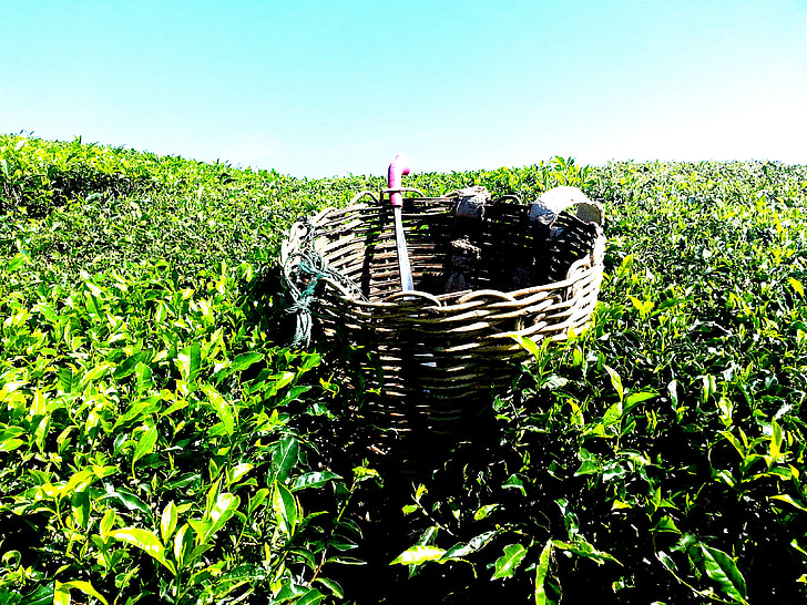 te plantage, te farm, te, Cameron highlands, Malaysia, grøn, natur
