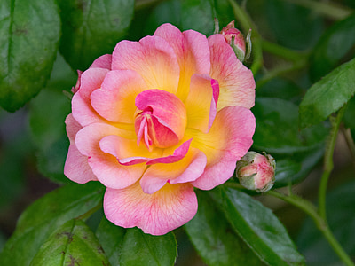 Rózsa, c. egyetemi tanár, s, Sargent, hegymászás Rózsa, virágok, rózsaszín
