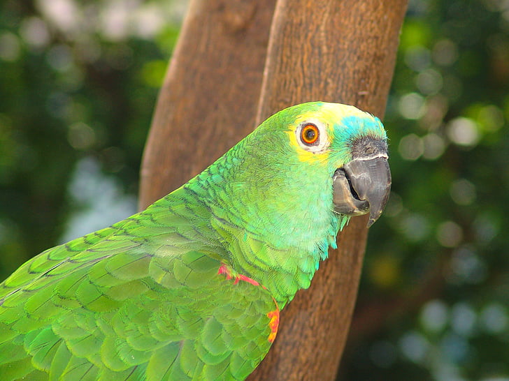 papukaija, trooppinen lintu, Brasilia