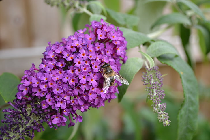 buddlehia, Buddleja, Purple, fleur, Butterfly bush, mouche vol stationnaire grand, insecte