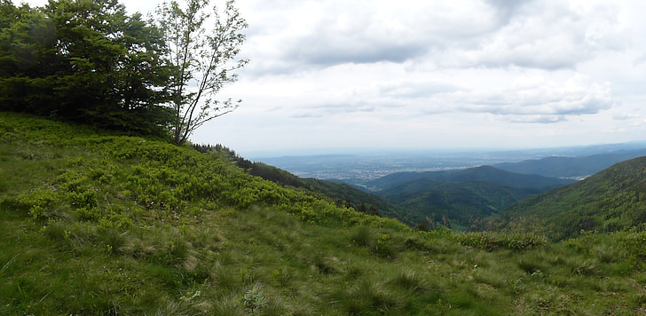 selva negra, colina, Valle del Rin, Schauinsland, verano, senderismo