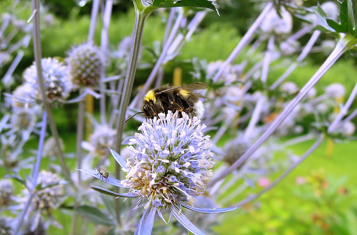 bumble-bee, insectos, error, animal, naturaleza, flor