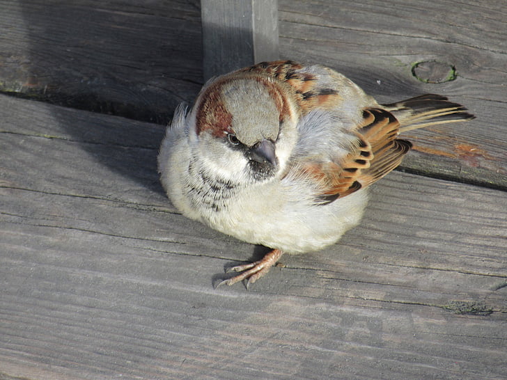 Sperling, Sparrow, pták, Vrabec domácí, Passer domesticus