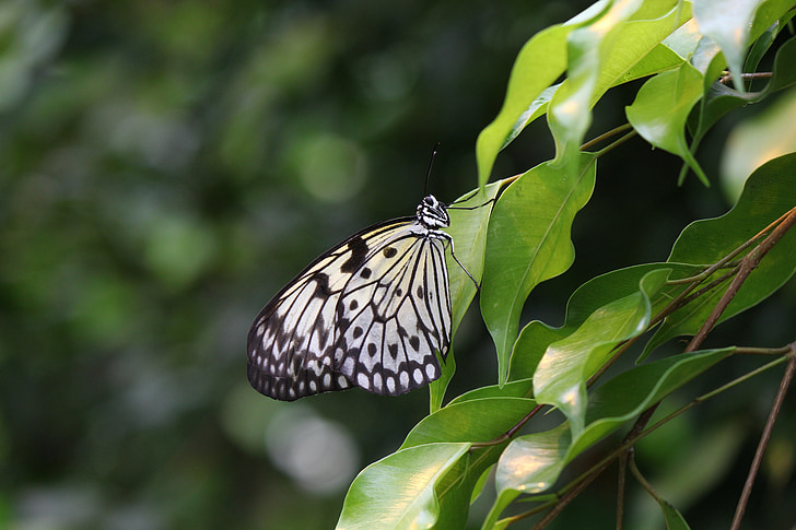 white baumnymphe, butterfly, idea leuconoe, tropical, nature