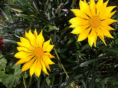 gazania, flower, yellow