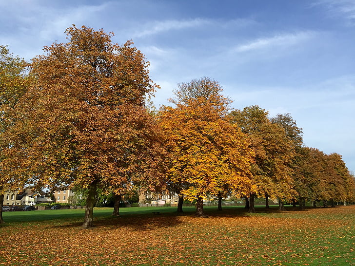 bomen, herfst, Windsor