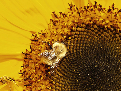 Пчела, Шмель, опыляют, подсолнечник