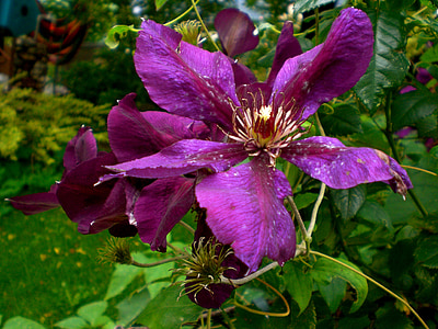 Clematis, Blüte, Bloom, in der Nähe, violett