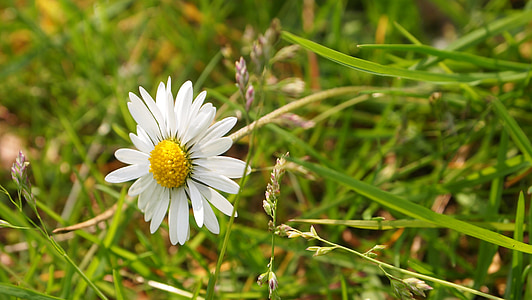 Daisy, Blume, Blütenblätter, Frühling, Natur, Garten, Grass