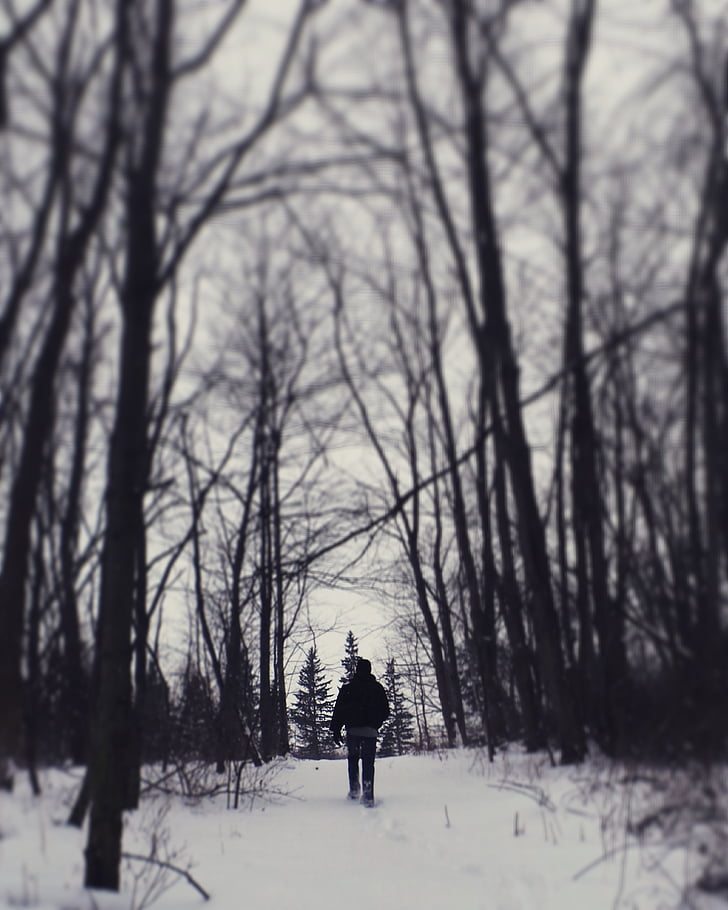 isiku, kõndimine, lumi, Läheduses asuvad, puud, talvel, hooaja