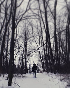 людина, ходьба, сніг, поблизу, дерева, взимку, сезон