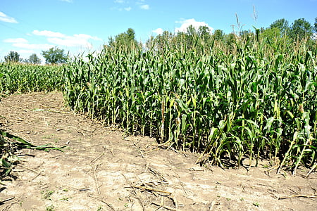 sweet corn maze, grain, plants, crops, harvest, food
