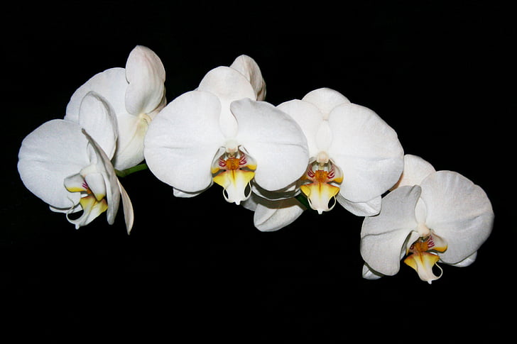 květ, orchidej, Pokojová rostlina, přírodní, Příroda, okvětní lístek, detail