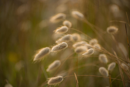 fű, nyúl farka fű, háttérvilágítással, Napkelte, bolyhos, virágzat, blur